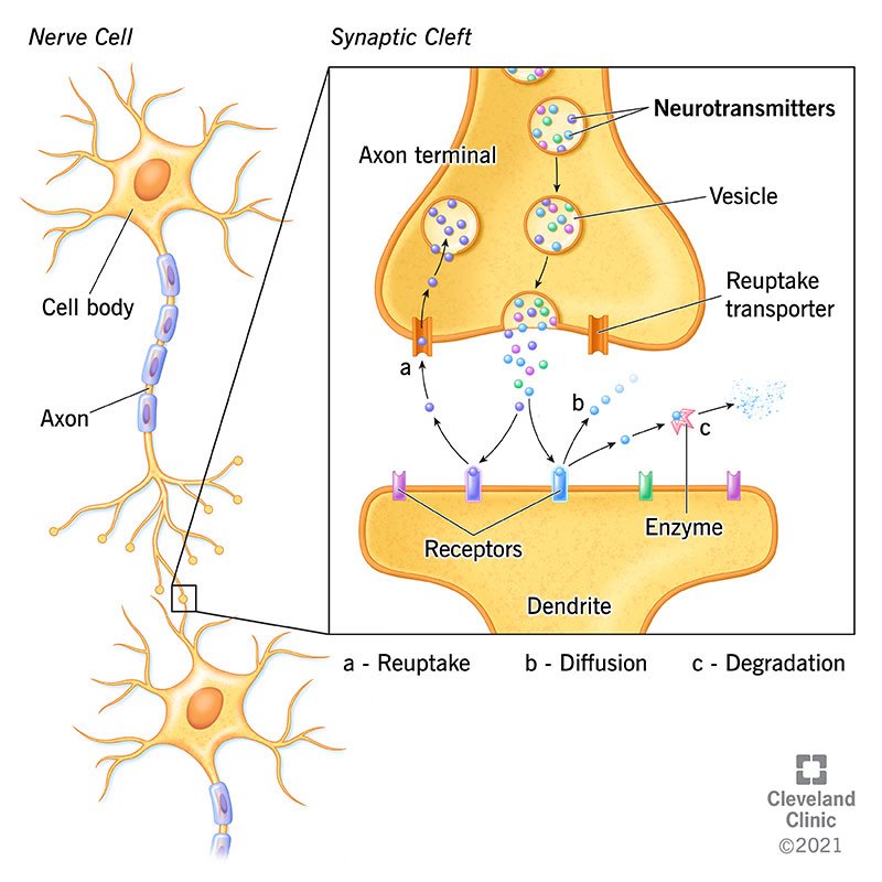 Diagram of a neurotransmitter. Progression in gaming makes you feel good when a neurotransmitter called dopamine is released.